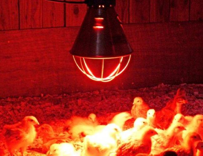 Heating the hen house in winter with an infrared lamp