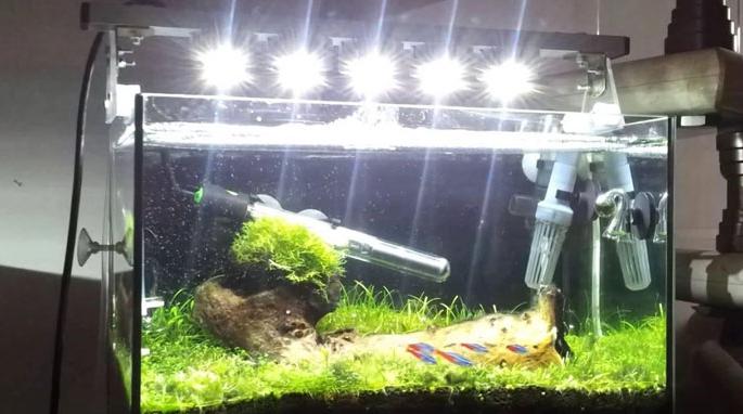 The effective range for photosynthesis of the plants is the effective range for photosynthesis.