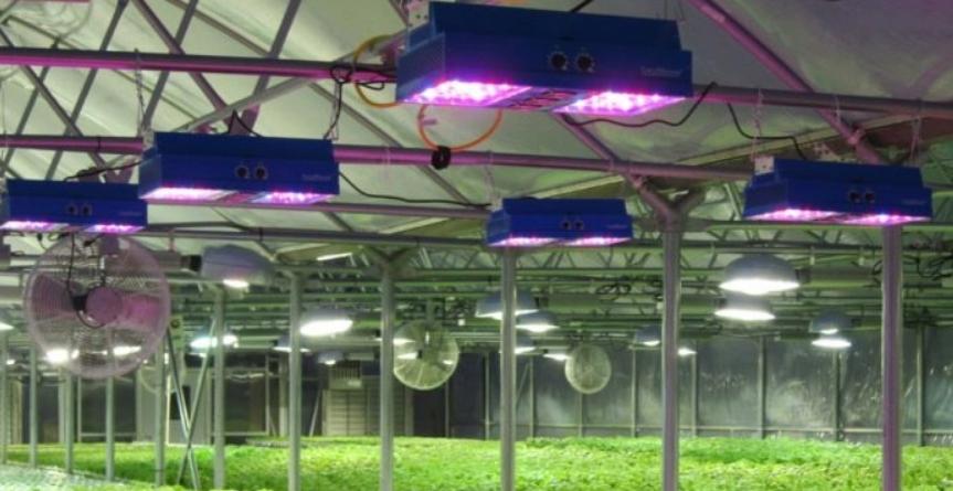 LED-based phytolamps are adjustable.