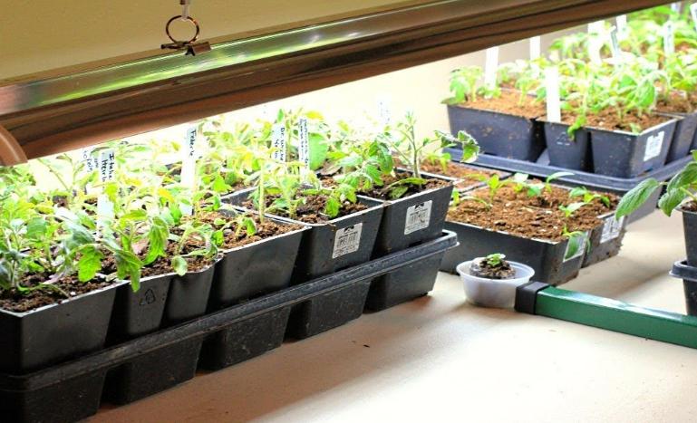 Light greatly improves the development of seedlings