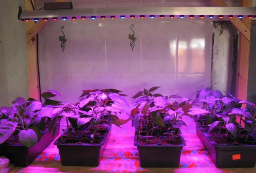 You can provide ideal growing conditions for plants