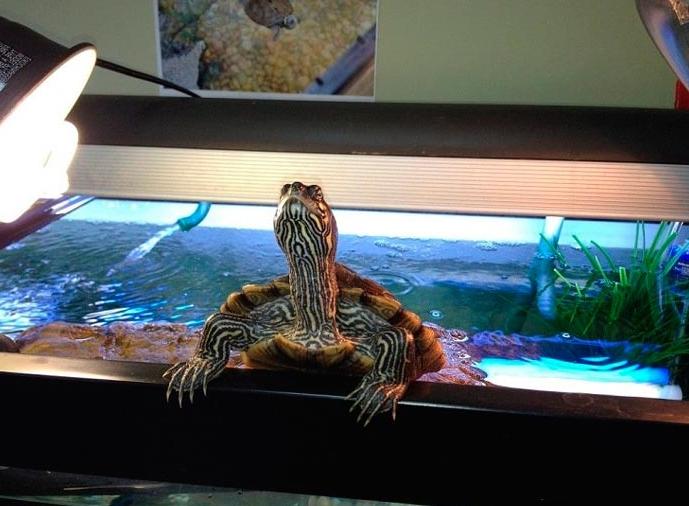 Choosing a ultraviolet lamp for a red-eared turtle