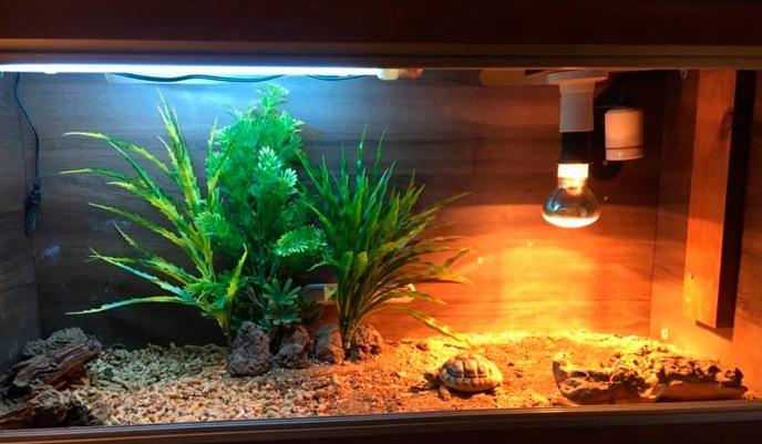 Lamp may not be replaced