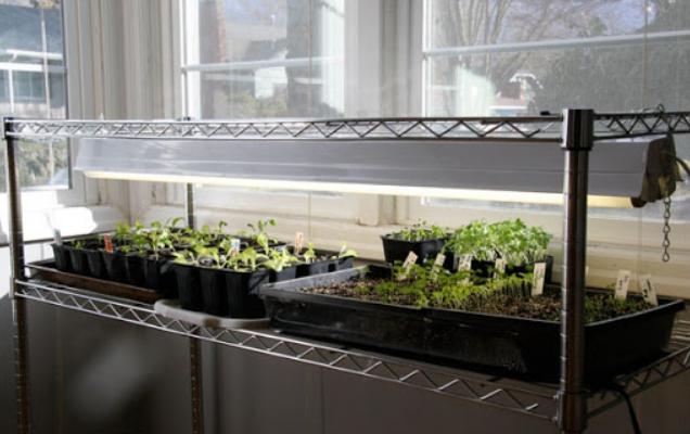 Features of the lamp to grow seedlings at home