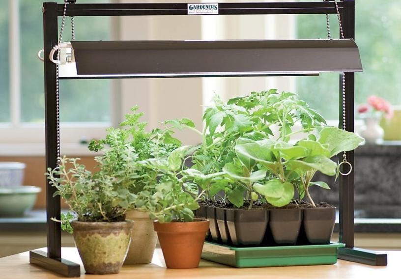 The light intensity depends on the height of the shelf