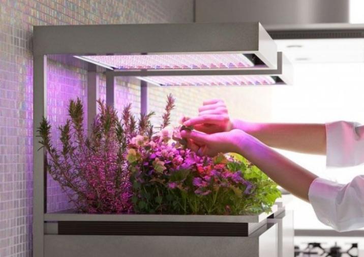 Phytolamps create lighting that is close to natural light.