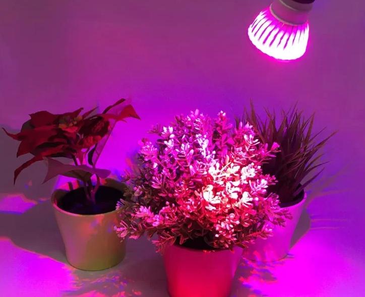 A phytolamp is easiest to distinguish by its specific lighting.