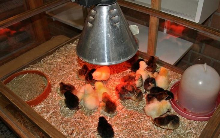 Choosing the right lamp for heating the chicks