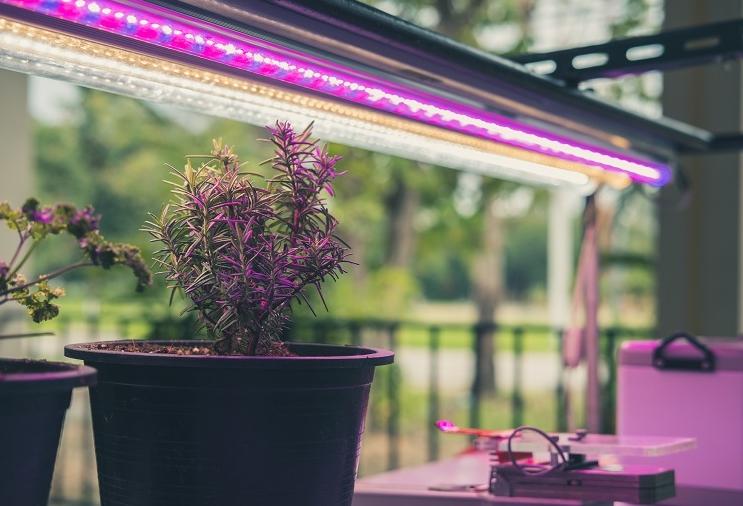 The phytolamp poses no danger