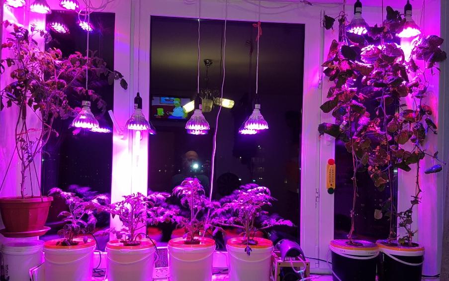 Increasing the length of the day with extra light in the window