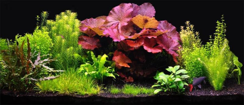 How the light should be in the aquarium